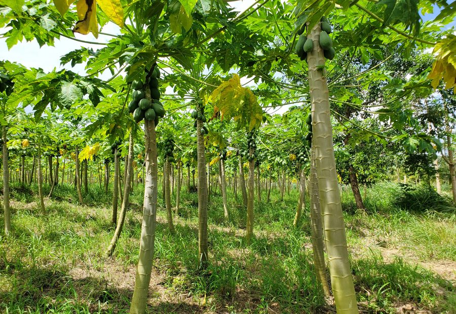 Papaya orchard under good agricultural practice
