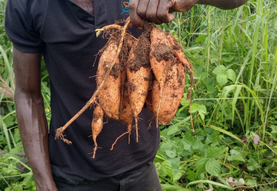 Freshly harvested sweet potato