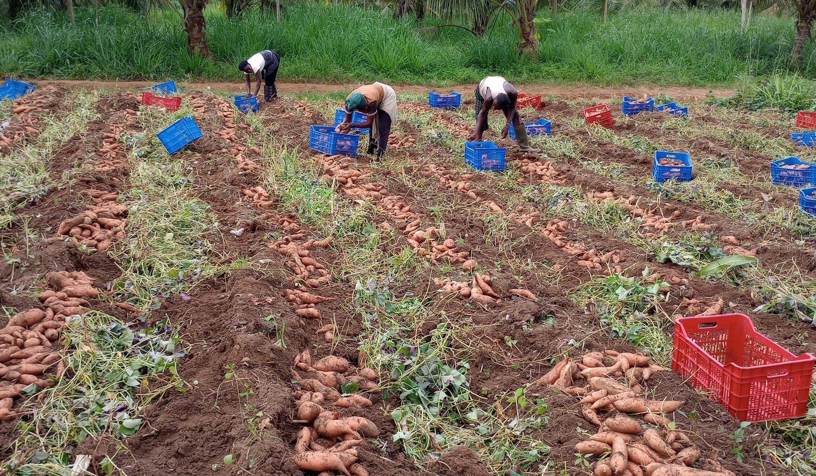 Harvest crew crating produce in the field